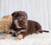 Shepherd Husky Mix