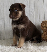 Shepherd Husky Mix