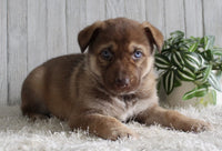 Shepherd Husky Mix