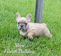 Sheri Female AKC French Bulldog $1300