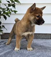  Shiba Inu