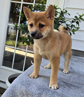  Shiba Inu
