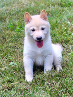 Shiba Inu