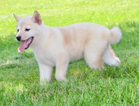 Shiba Inu