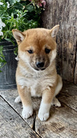 Shiba Inu