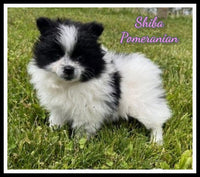 Pomeranian