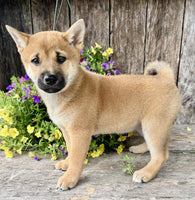 Shiba Inu