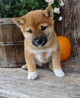 Shiba Inu