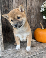 Shiba Inu