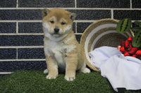 Shiba Inu