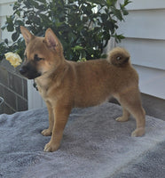  Shiba Inu