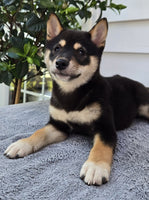  Shiba Inu