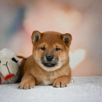 Shiba Inu 