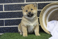 Shiba Inu