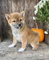 Shiba Inu