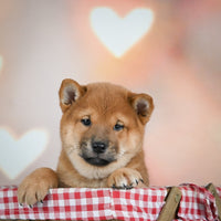 Shiba Inu 