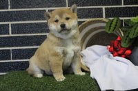 Shiba Inu