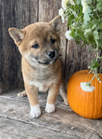 Shiba Inu