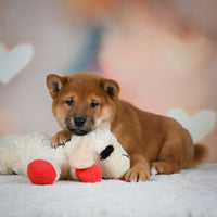 Shiba Inu 