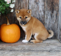 Shiba Inu