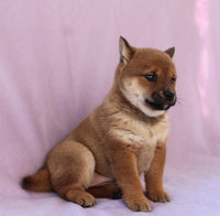 Shiba Inu