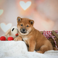 Shiba Inu 