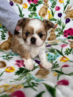 Shih-Chi