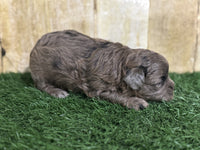 Shihpoo