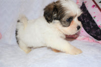 Shihpoo