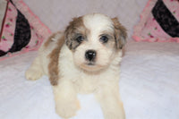 Shihpoo