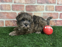 Shihpoo