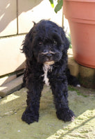 Shihpoo