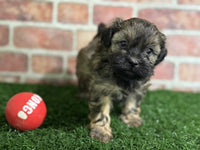 Shihpoo