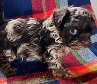 Zipper Male Shihpoo $1325