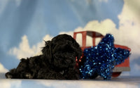 Shihpoo