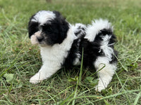 Shihpoo