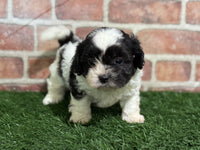 Shihpoo
