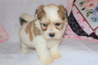 Shihpoo