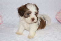 Shihpoo