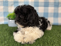 Shihpoo