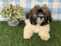 Shihpoo