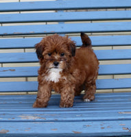Shihpoo