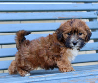 Shihpoo