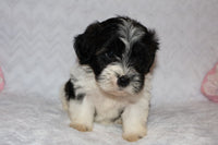 Shihpoo