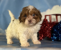 Shihpoo