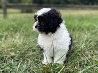 Shihpoo