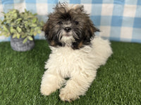 Shihpoo