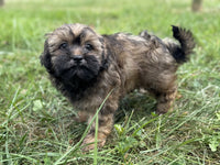 Shihpoo