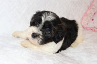 Shihpoo