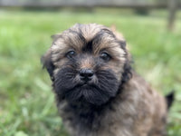 Shihpoo